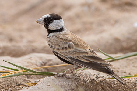Weissstirnlerche Weissstirnlerche