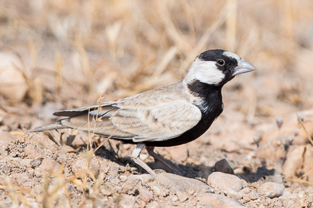 Weissstirnlerche Weissstirnlerche