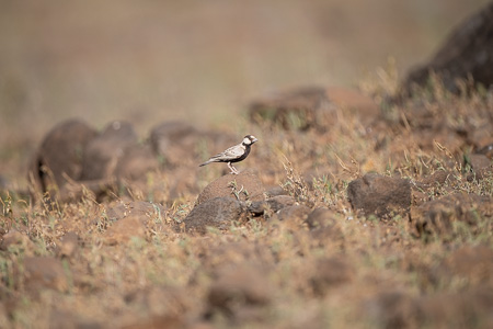 Weissstirnlerche Weissstirnlerche