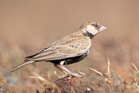 Weissstirnlerche Weissstirnlerche