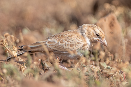 Weissstirnlerche Weissstirnlerche