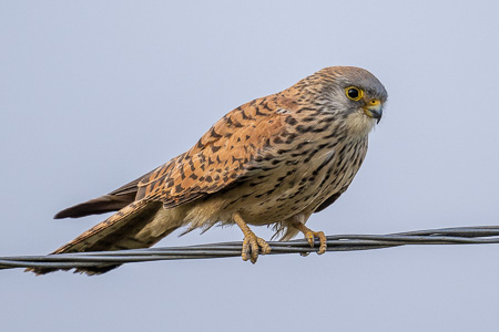Rötelfalke Rötelfalke