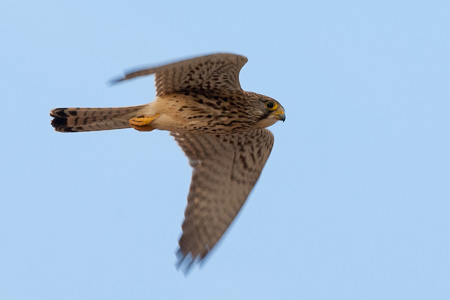 Turmfalke