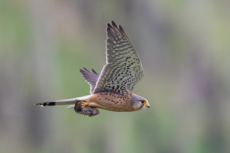 Turmfalke