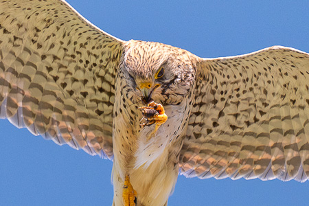 Turmfalke