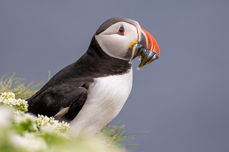 Atlantic Puffin