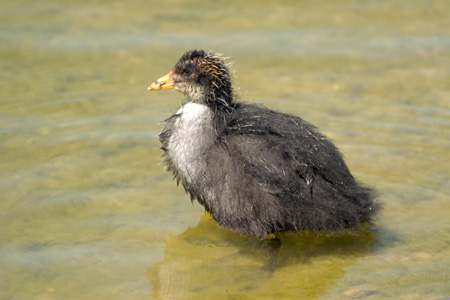 Blässhuhn