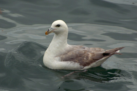 Eissturmvogel