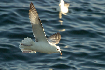 Eissturmvogel