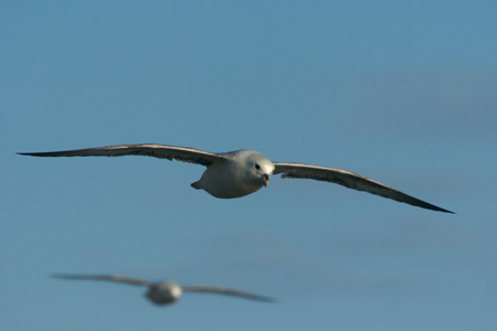 Eissturmvogel