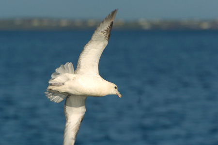 Eissturmvogel
