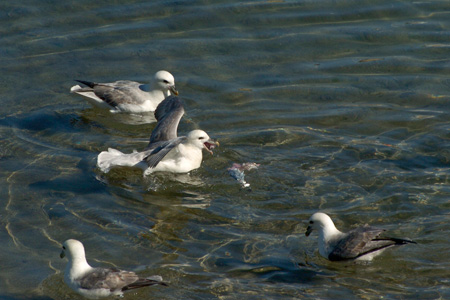 Eissturmvogel
