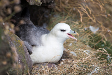 Eissturmvogel