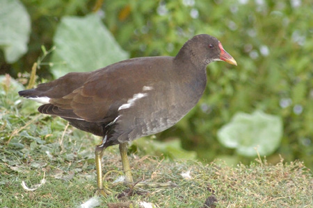 Teichhuhn
