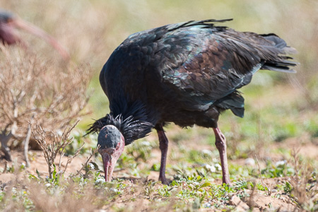 Waldrapp