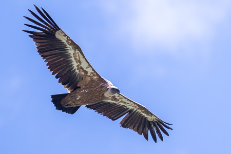 Gänsegeier