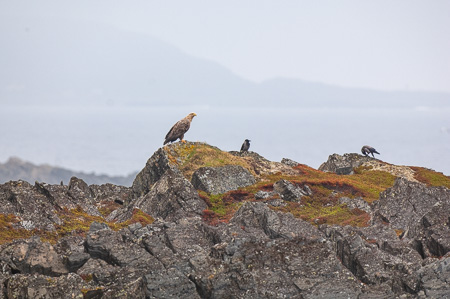 Seeadler