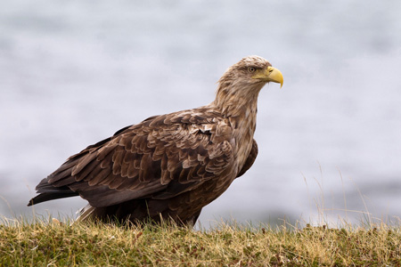 Seeadler