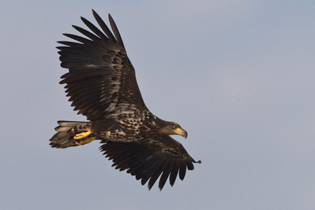 Seeadler