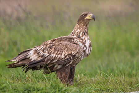 Seeadler