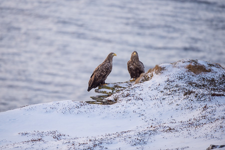 Seeadler