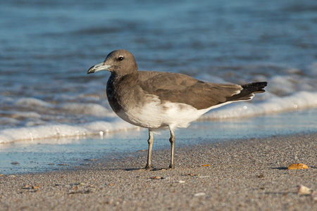 Hemprichmöwe