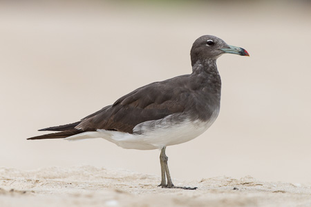 Hemprichmöwe