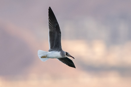 Weissaugenmöwe