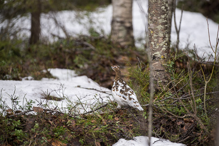Moorschneehuhn