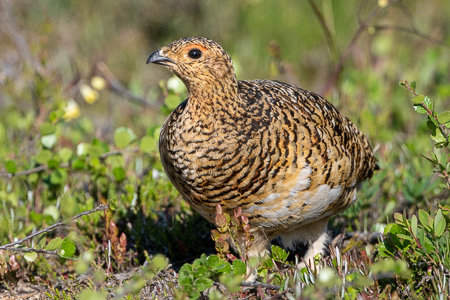Moorschneehuhn