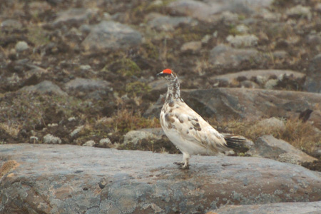 Alpenschneehuhn