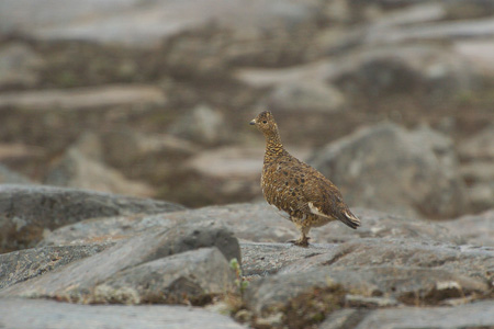 Alpenschneehuhn