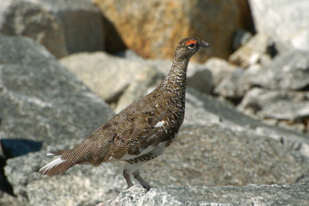 Alpenschneehuhn