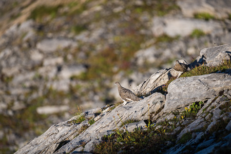 Alpenschneehuhn