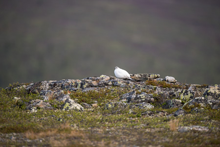 Alpenschneehuhn
