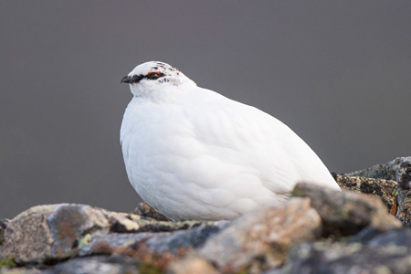 Alpenschneehuhn