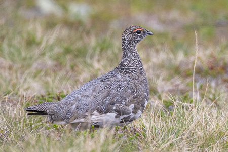 Alpenschneehuhn