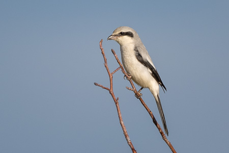 Great Grey Shrike