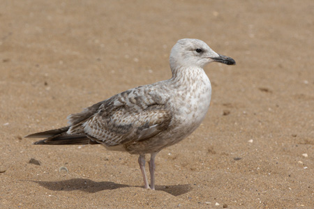 Silbermöwe