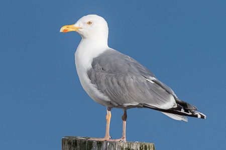 Silbermöwe