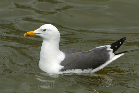 Heringsmöwe