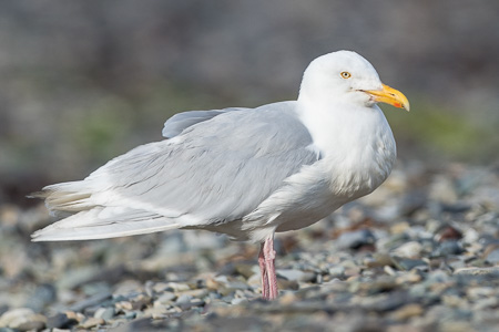 Eismöwe