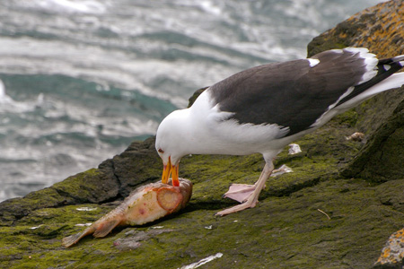 Mantelmöwe Mantelmöwe