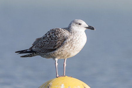 Mittelmeermöwe