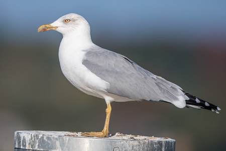 Mittelmeermöwe
