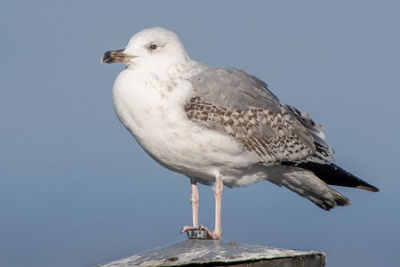 Mittelmeermöwe