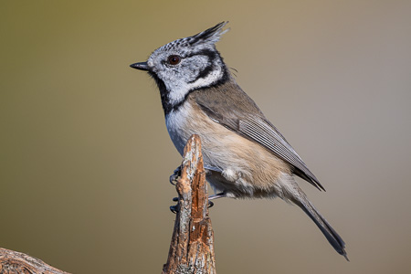Haubenmeise Haubenmeise