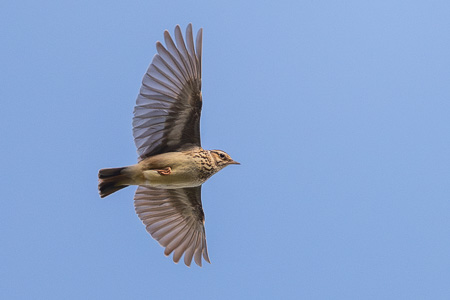 Heidelerche Heidelerche