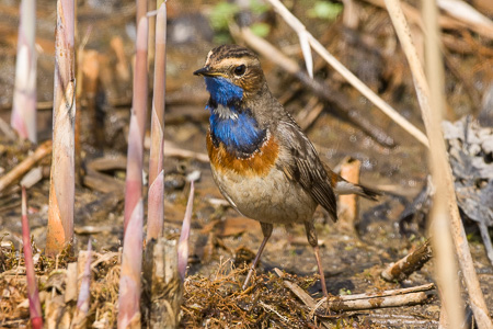 Blaukehlchen