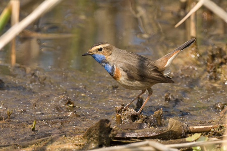 Blaukehlchen